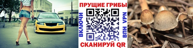 где найти   Грайворон  Галлюциногенные грибы прущие грибы 